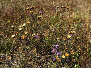 Centaurea stoebe ssp. stoebe