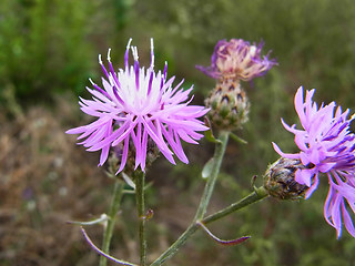 Centaurea stoebe ssp. stoebe