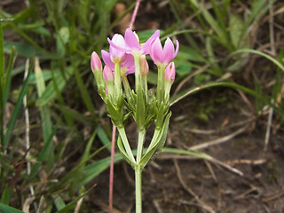 Centaurium erythraea