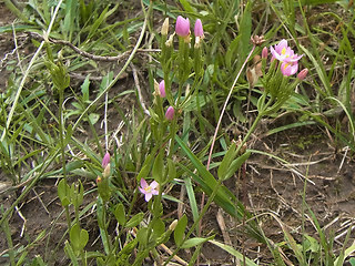 Centaurium erythraea