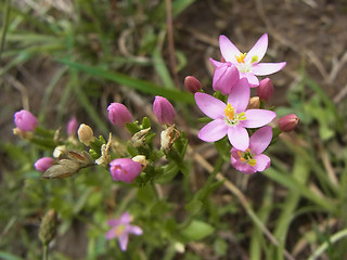 Centaurium erythraea