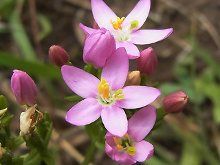 Centaurium erythraea