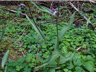 Cephalanthera rubra