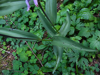 Cephalanthera rubra