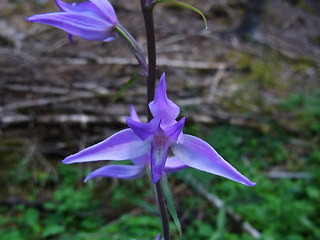 Cephalanthera rubra