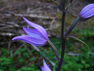 Cephalanthera rubra