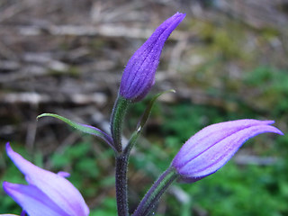 Cephalanthera rubra