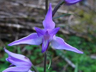 Cephalanthera rubra