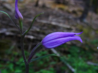 Cephalanthera rubra