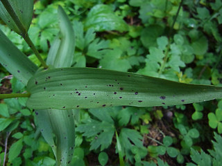 Cephalanthera rubra