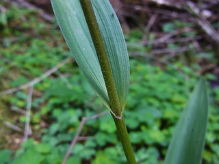 Cephalanthera rubra