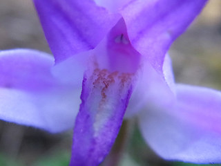 Cephalanthera rubra