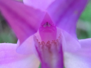 Cephalanthera rubra