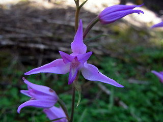 Cephalanthera rubra