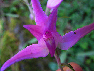 Cephalanthera rubra