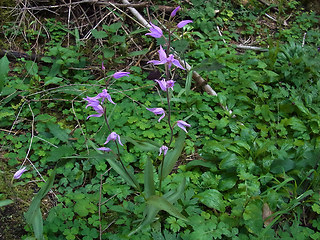 Cephalanthera rubra