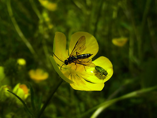 Cephus sp.