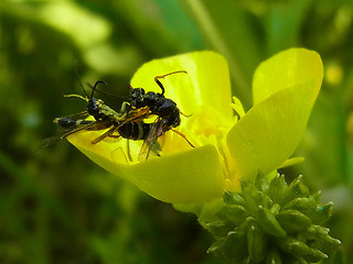 Cephus sp.