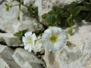 Cerastium alpinum ssp. alpinum