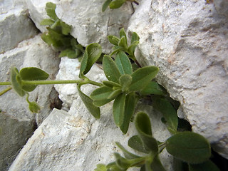 Cerastium alpinum ssp. alpinum