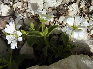 Cerastium alpinum ssp. alpinum