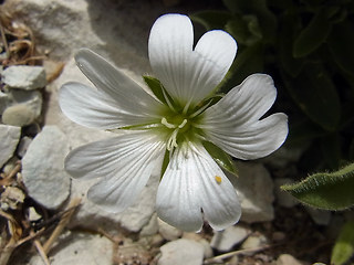 Cerastium alpinum ssp. alpinum