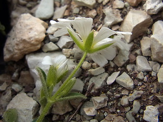 Cerastium alpinum ssp. alpinum