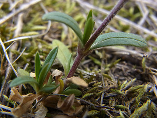 Cerastium arvense