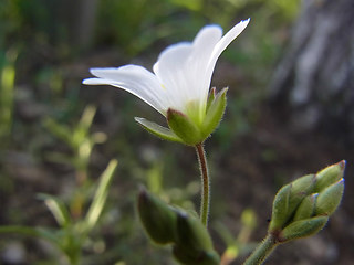 Cerastium arvense