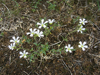 Cerastium arvense