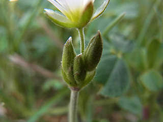 Cerastium arvense