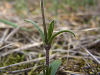 Cerastium arvense