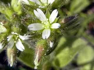 Cerastium glomeratum