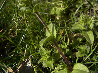 Cerastium glomeratum