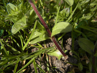 Cerastium glomeratum