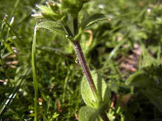 Cerastium glomeratum