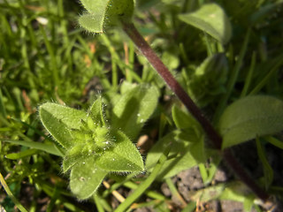 Cerastium glomeratum