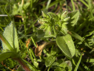 Cerastium glomeratum