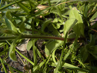 Cerastium glomeratum