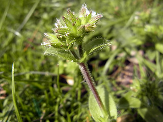 Cerastium glomeratum