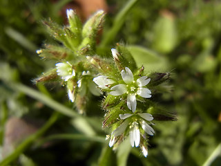 Cerastium glomeratum