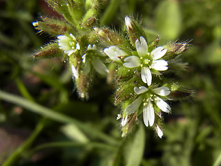 Cerastium glomeratum