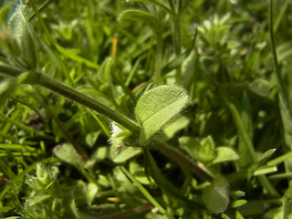 Cerastium glomeratum