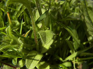 Cerastium glomeratum