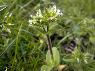 Cerastium glomeratum