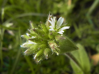 Cerastium glomeratum