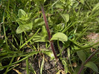 Cerastium glomeratum