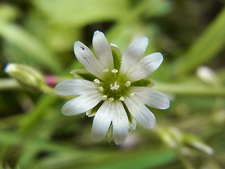 Cerastium holosteoides