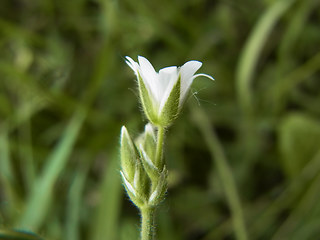 Cerastium holosteoides