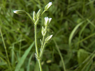 Cerastium holosteoides